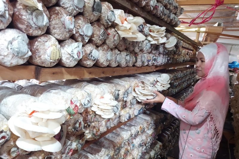 Berkat pinjaman daring, usaha jamur tiram Sri berkembang pesat