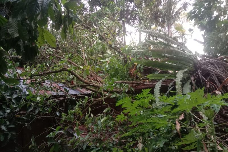 Pohon tumbang timpa rumah warga di Padang akibat angin kencang