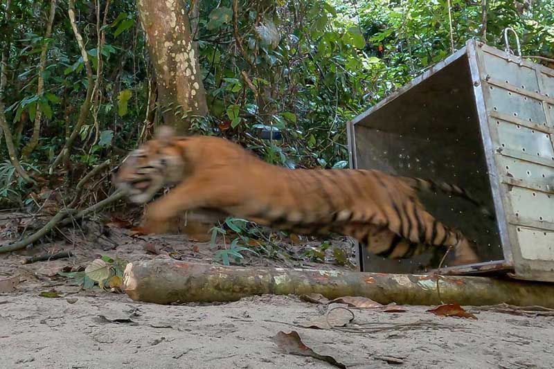 BKSDA: Petani di Aceh Selatan diserang harimau