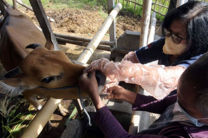 Distan Denpasar semprot disinfektan kandang sapi cegah PMK