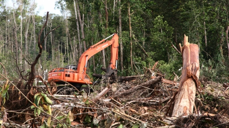 Indonesia dan Malaysia Jadi Angin Segar di Tengah Suramnya Hutan Dunia