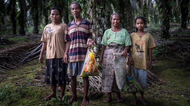 Kelapa sawit: ‘Kami sudah sering dibohongi’ - Tiga generasi Suku Anak Dalam mengaku tertipu janji perusahaan sawit