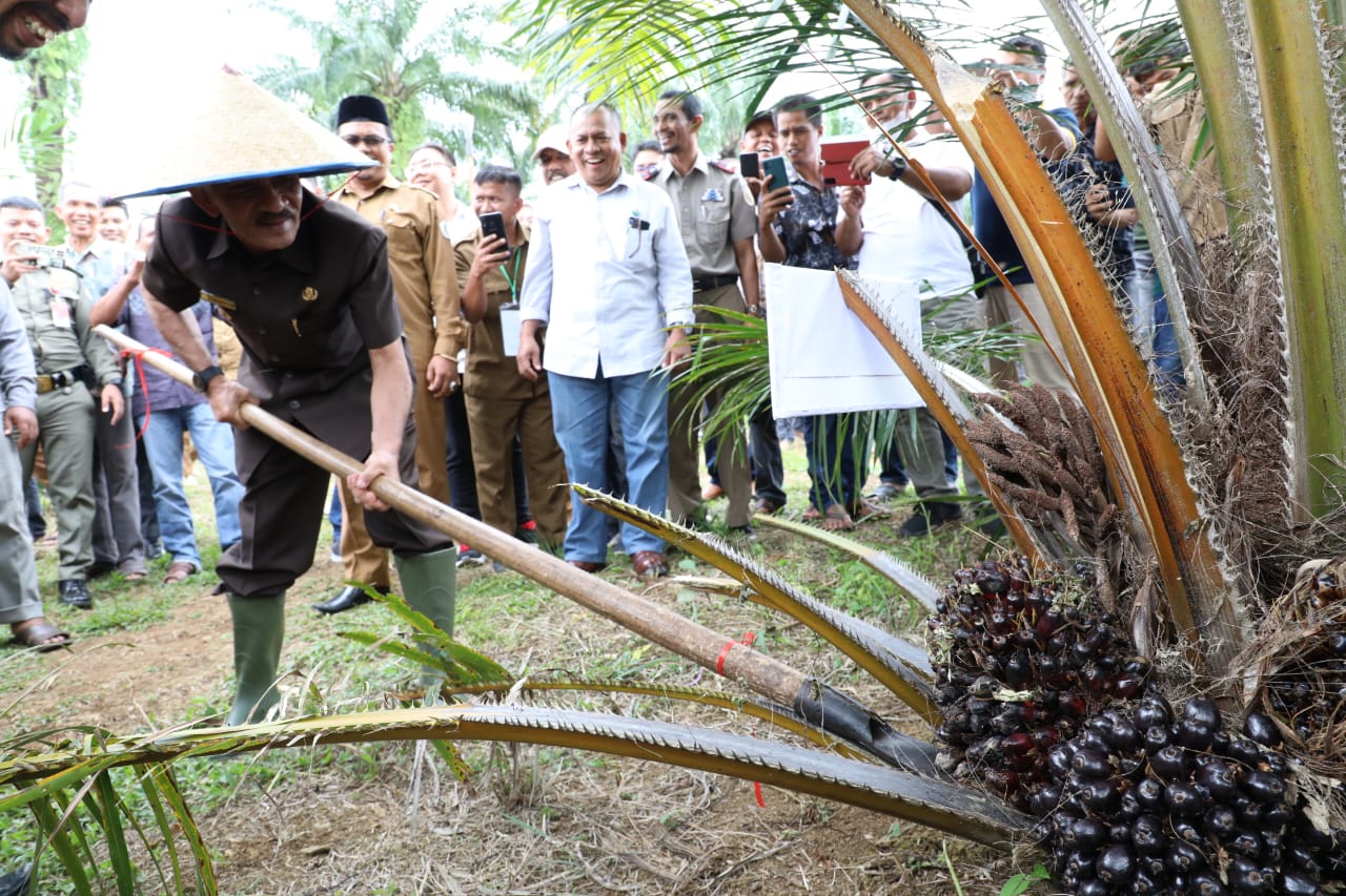  Bupati Aceh Utara lakukan panen perdana sawit Program PSR 