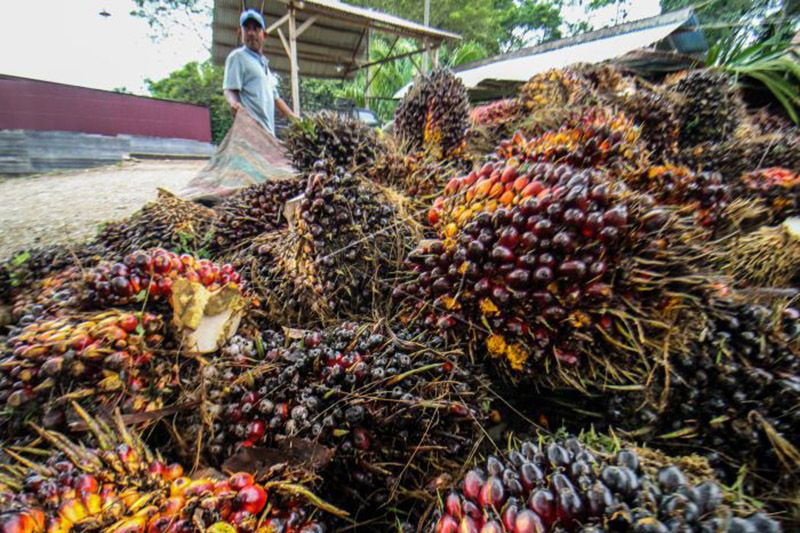BRIN buat larutan pelapis buah berbahan produk turunan kelapa sawit