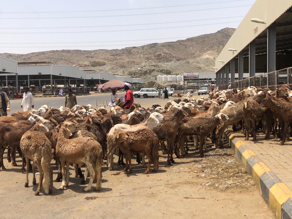 Tempat Jemaah Calon Haji (JCH) membeli kambing untuk membayar Dam